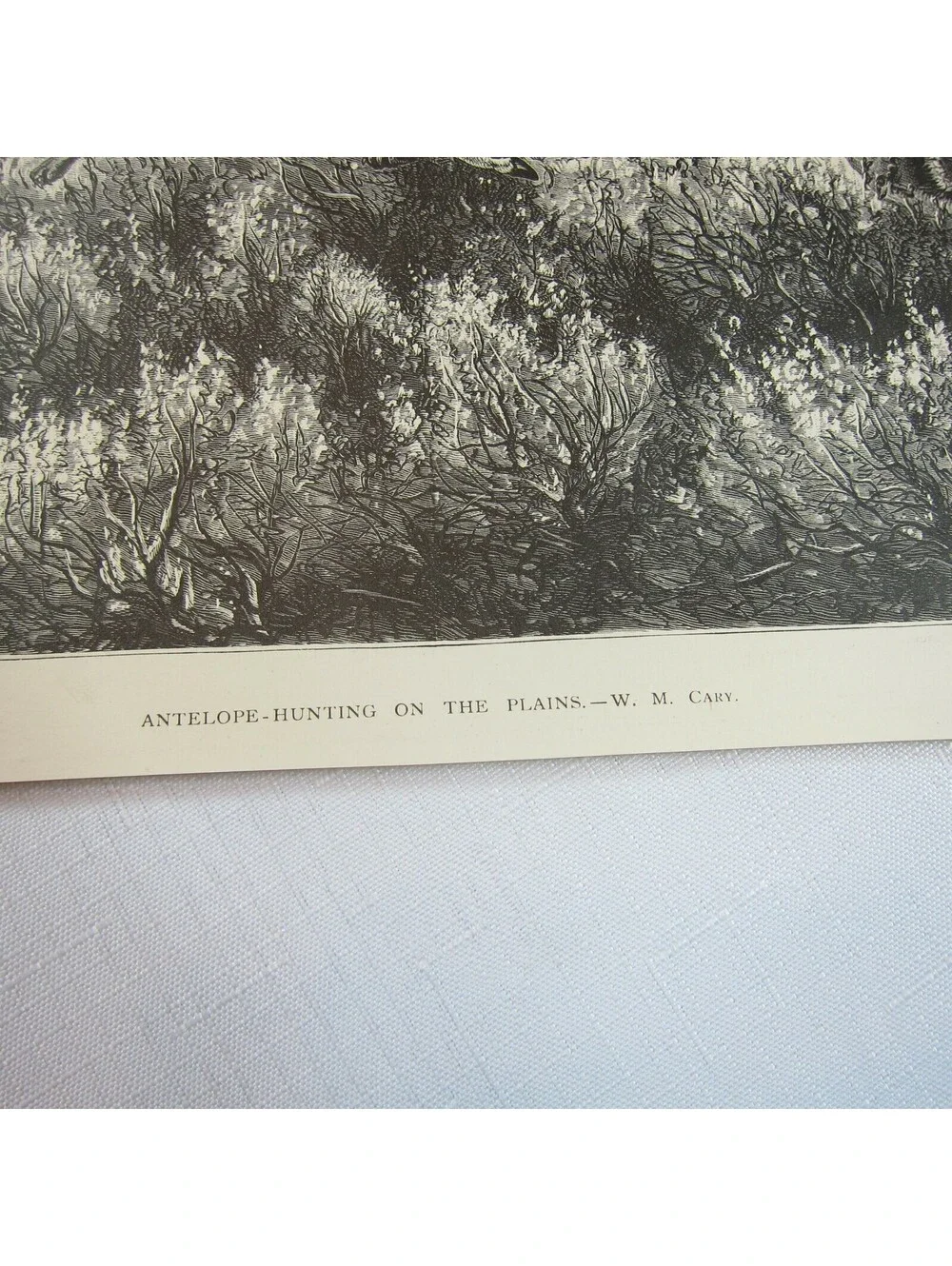Antique 1874 Engraving Print Antelope-Hunting on the Plains, WM Cary, The Aldine